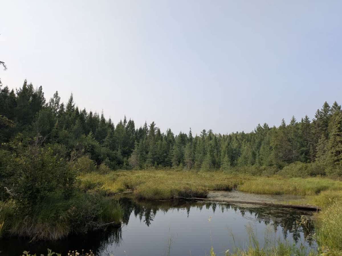 Niles Bay Forest Road photo 6