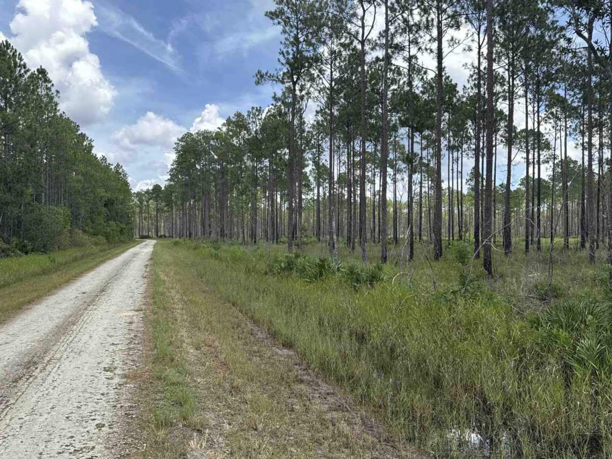 Gopher Ridge Road photo 6