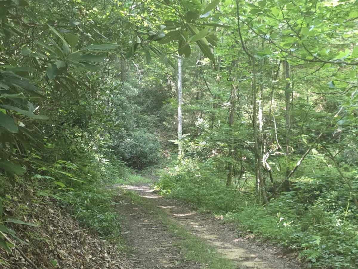 Bear Branch photo 3