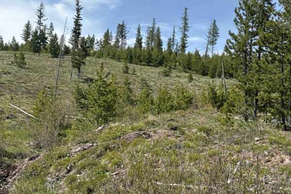 Fawn Peak 