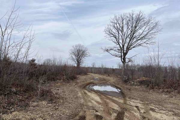 Lone Oak