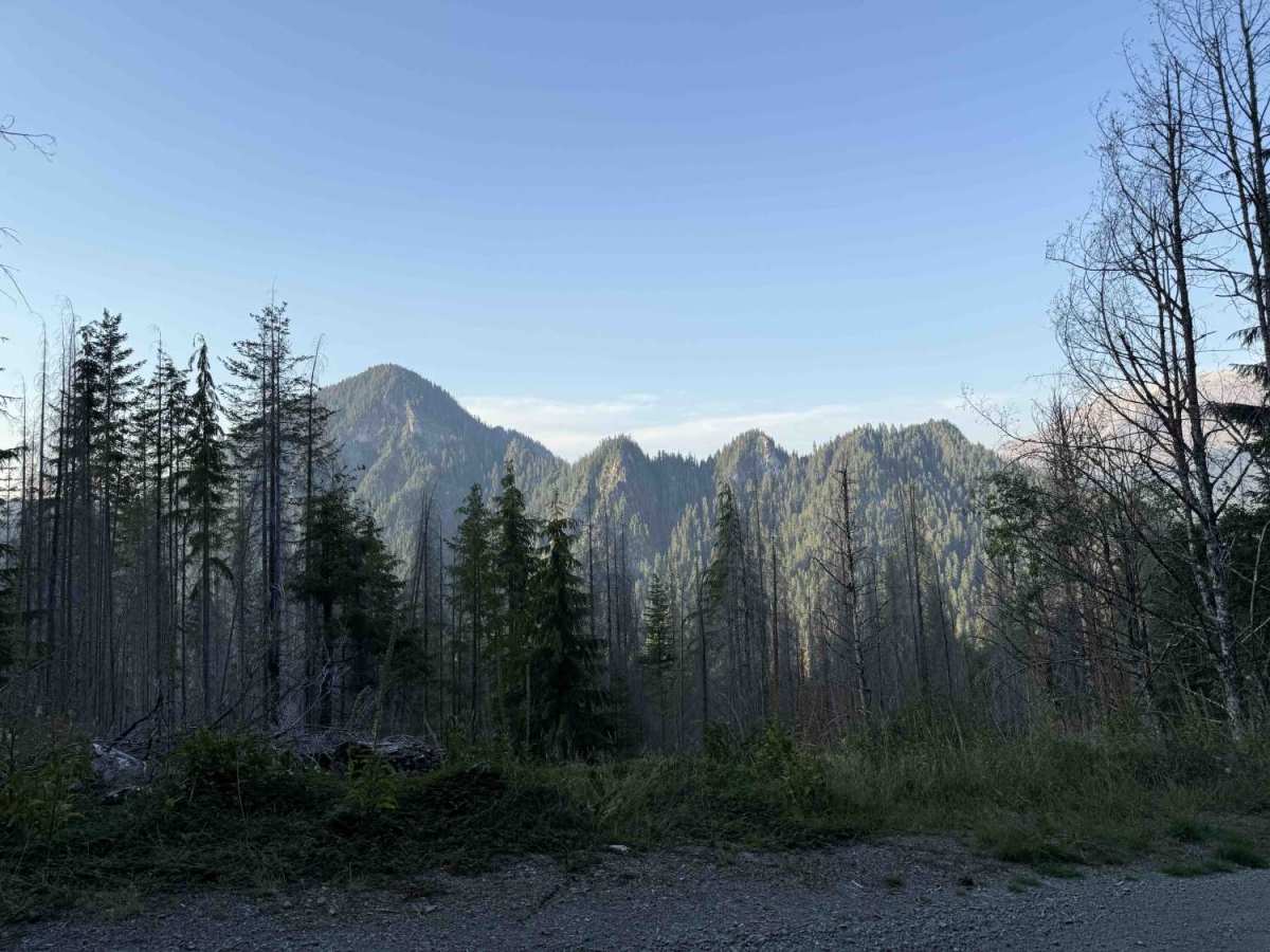Cougar Creek Road - FS 812200-802200 photo 5
