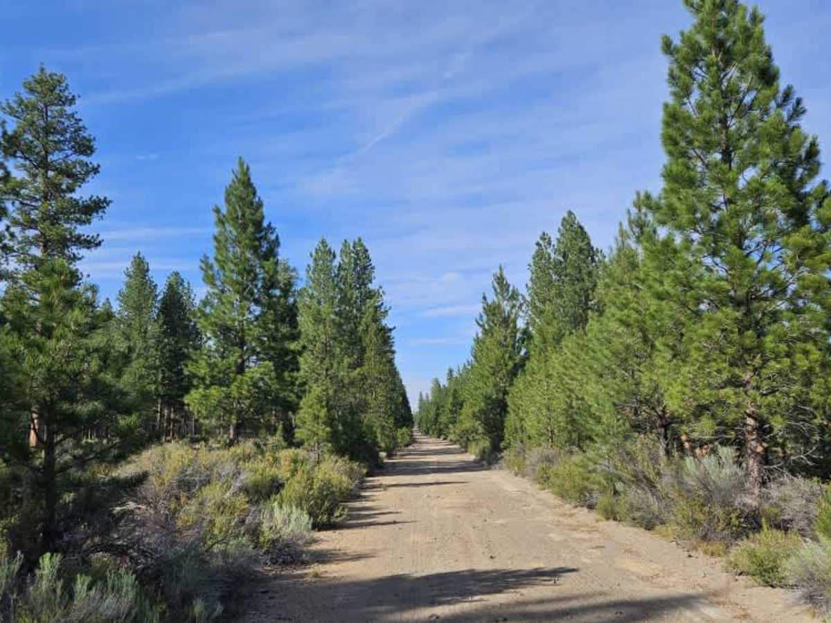 FS 2516051 trail photo