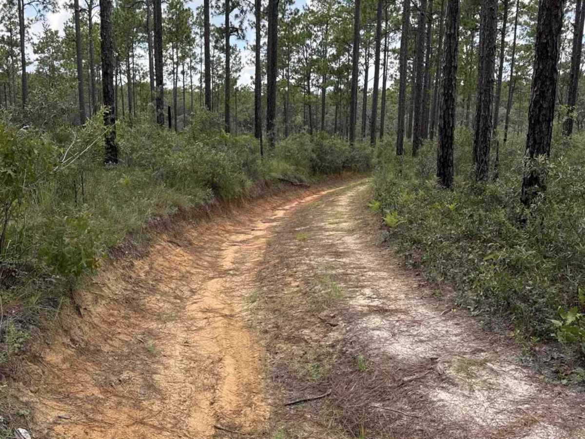 Trail 18a - Citrus WMA photo 2