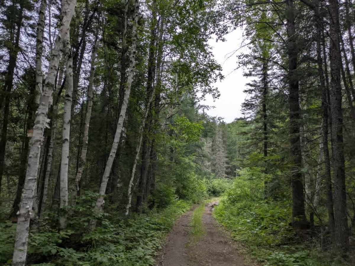 Prospectors Trail Number 8 trail photo