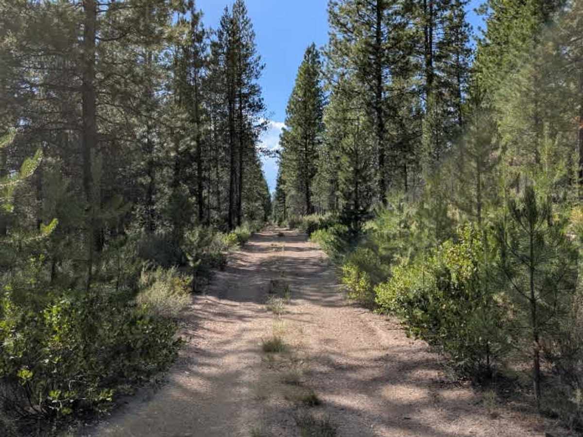 FS 4502300 trail photo