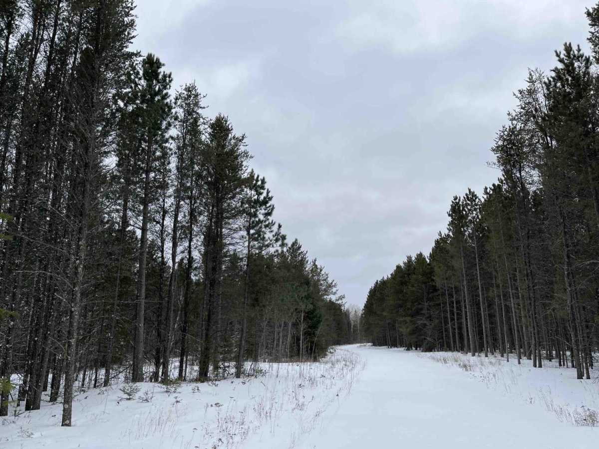 Nelson Forest Road photo 6