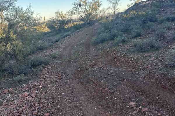 Cholla Fields 