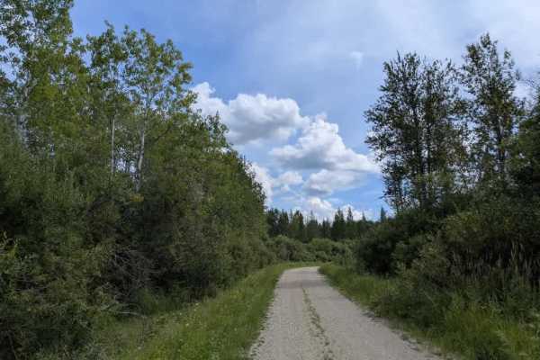 Pitt Grade Forest Trail