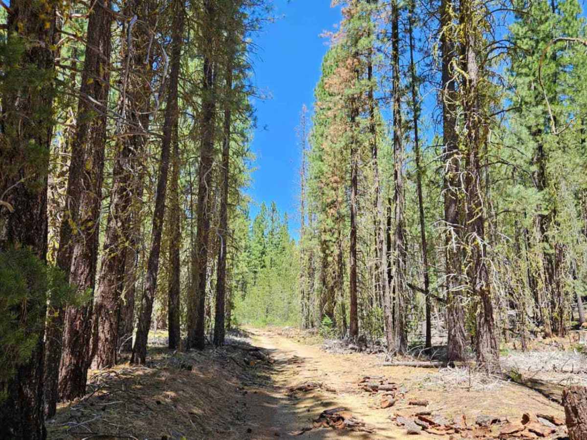 FS 6210600 trail photo
