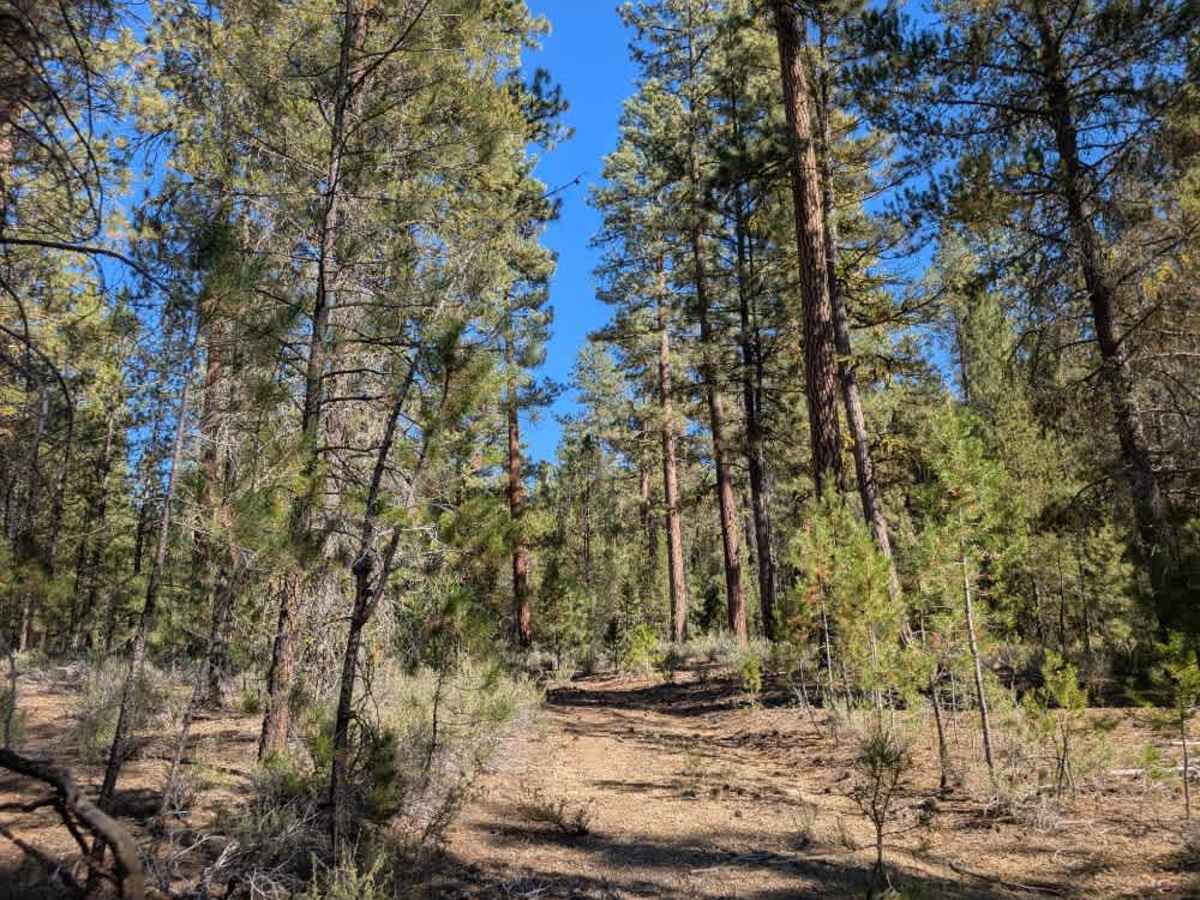 FS 8676015 trail photo