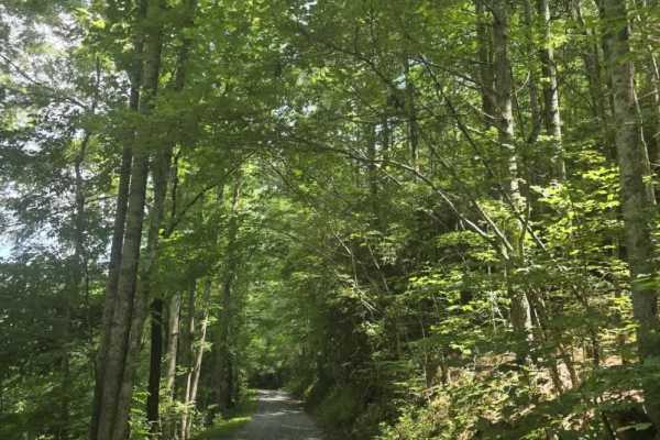 Piney Branch