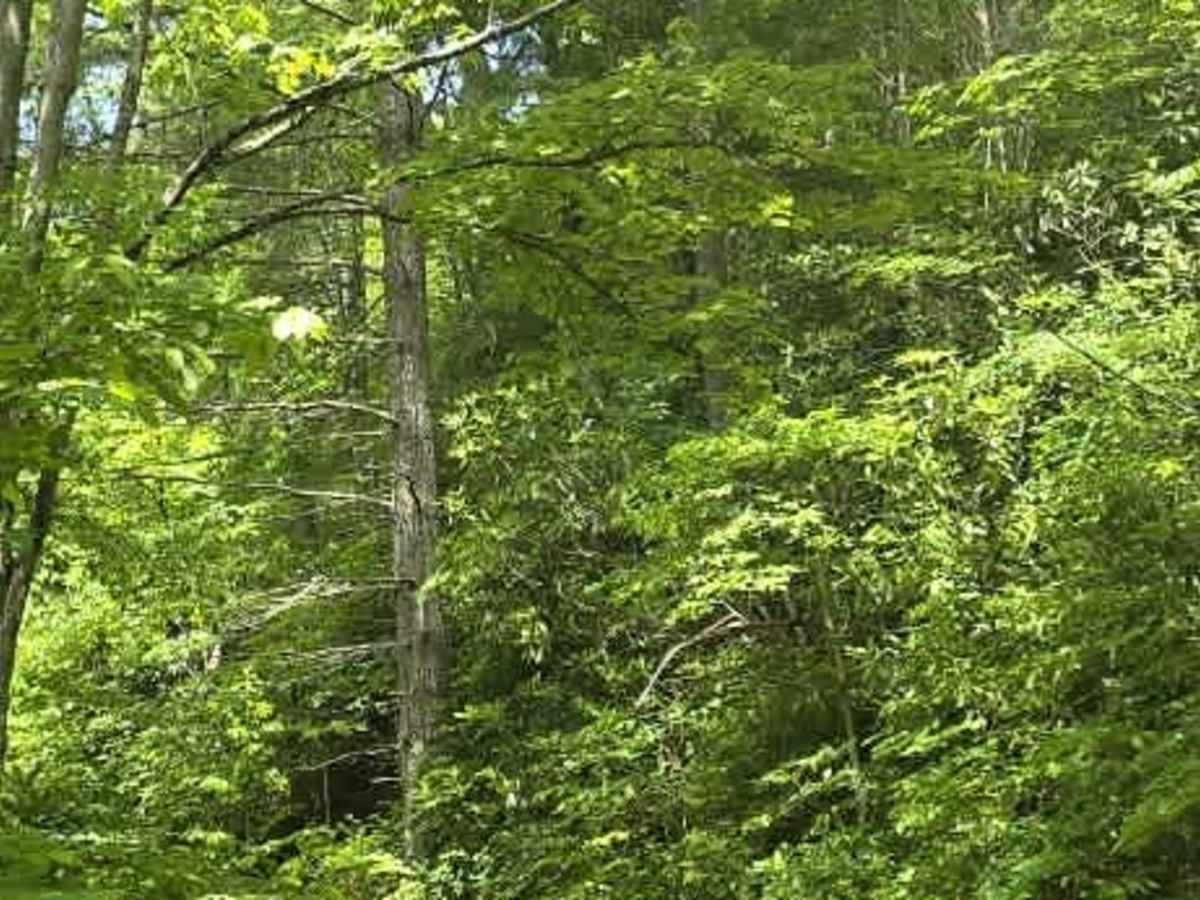 Firescald trail photo