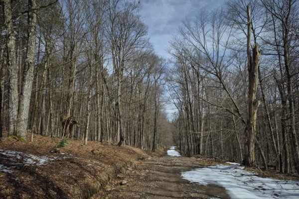 Hanifin Road