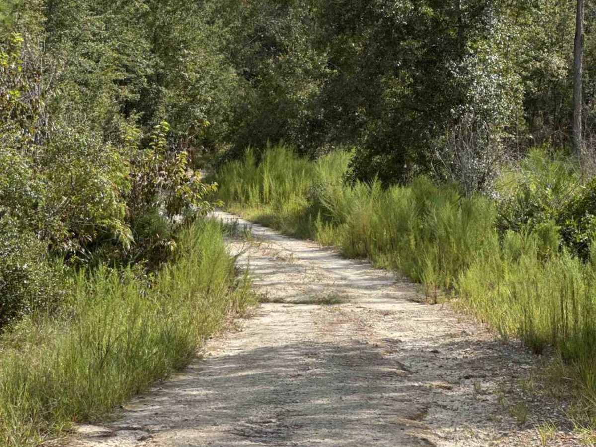 Fire Road photo 5