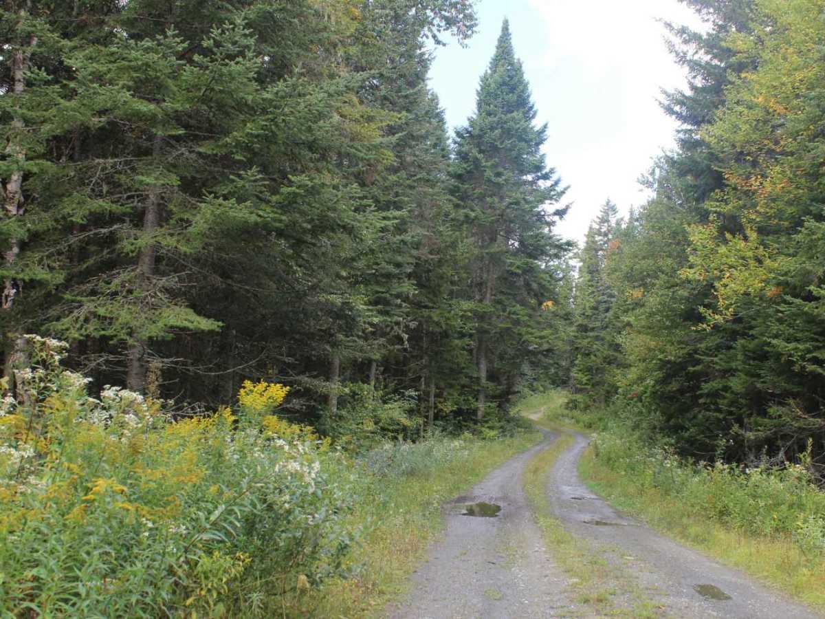 Lamb Valley Brook Trail photo 5