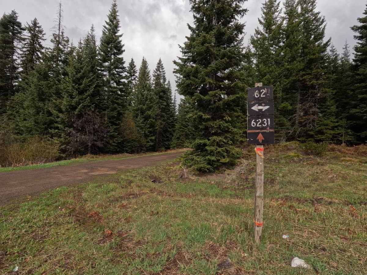 Palmer Junction - FS 6231 trail photo
