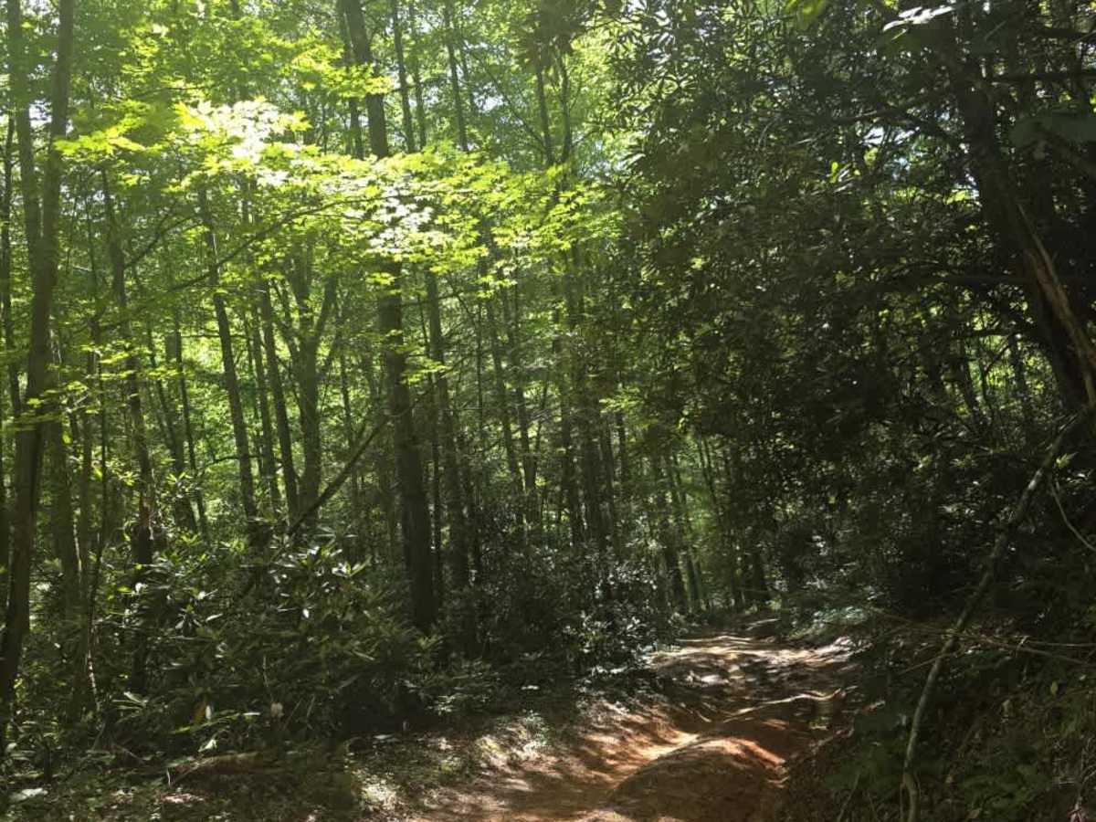 Bear Branch photo 4