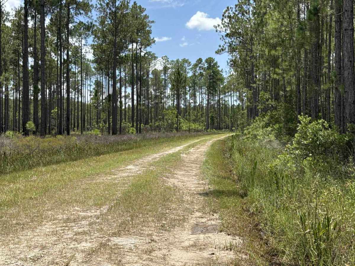 Dark Entry Road trail photo