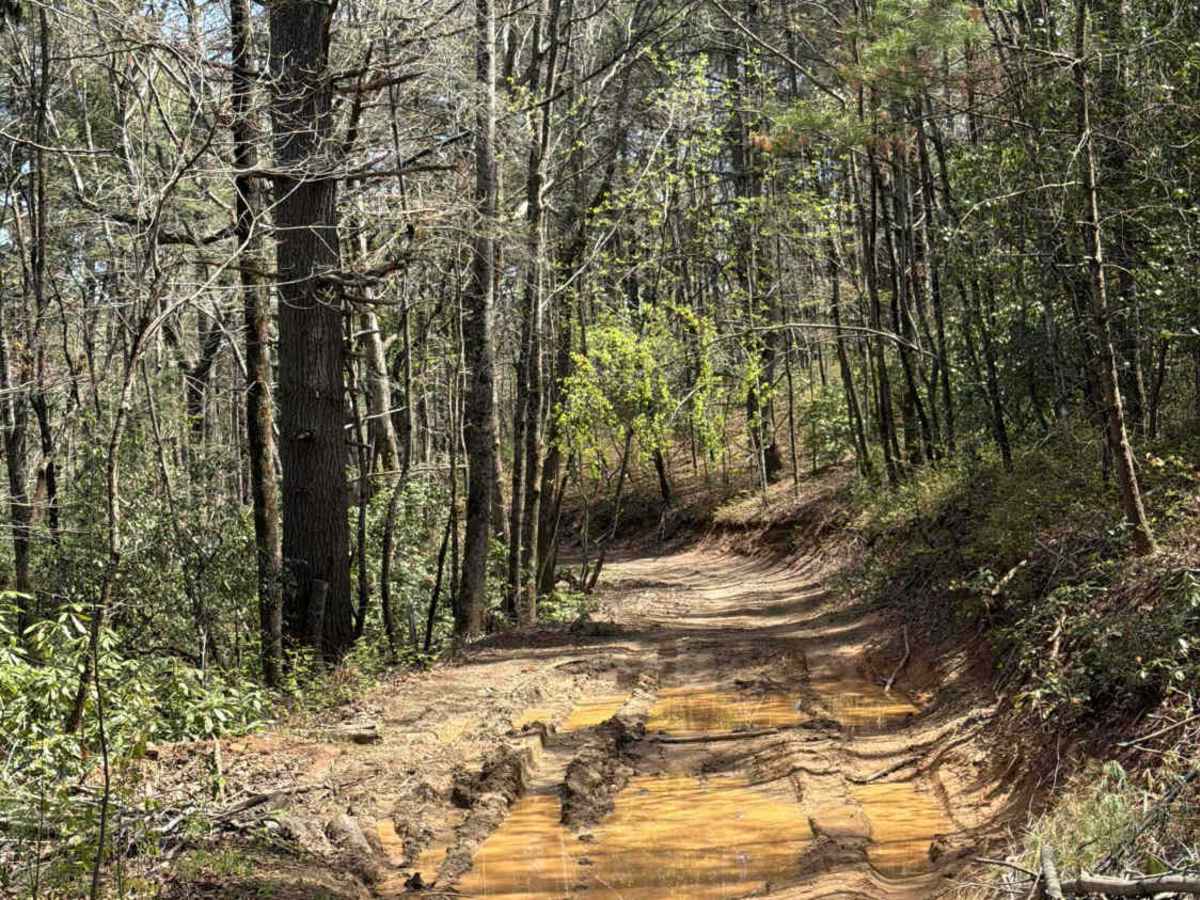 Stonewall Knob - FS 416 trail photo