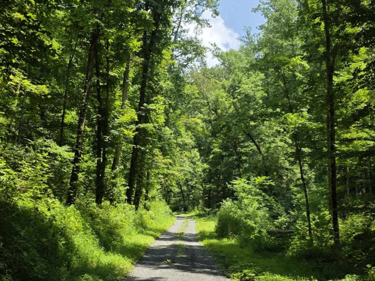 Sneed Hollow Road photo 3
