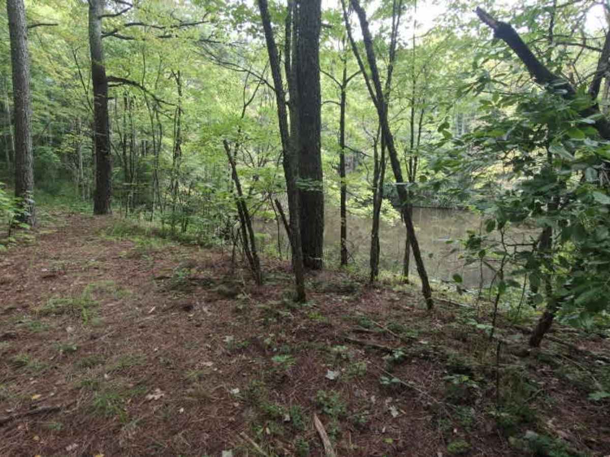 Virginia Highlands Horse Trail Spur B photo 4
