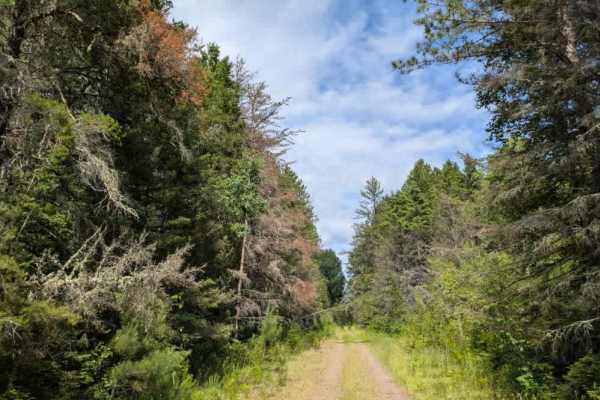 Forest Service Road 406