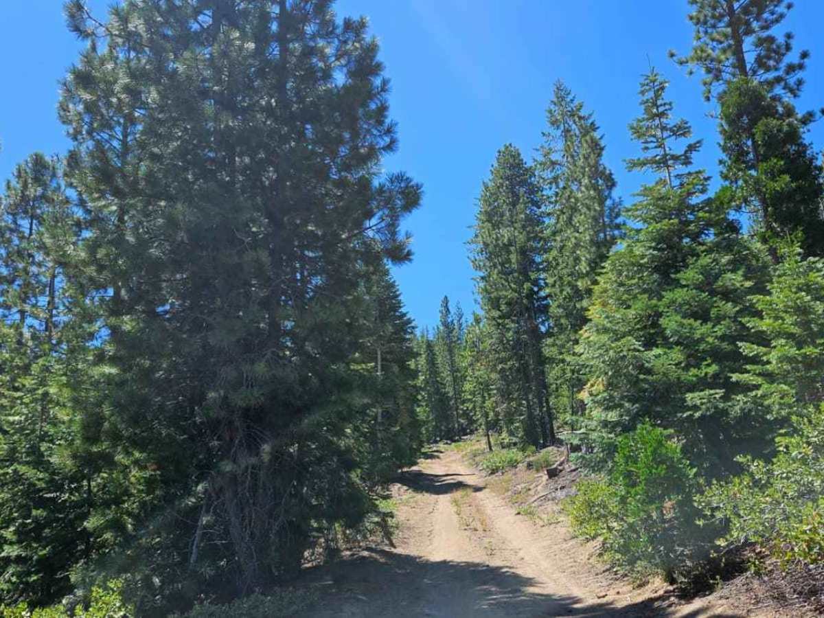 Powerline Road photo 6