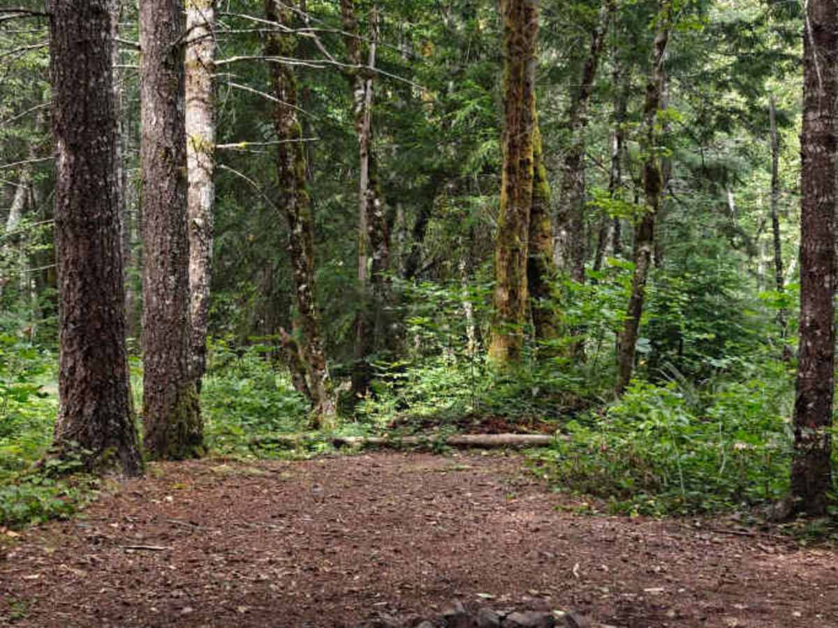 Paradise - FS 6400-201 trail photo