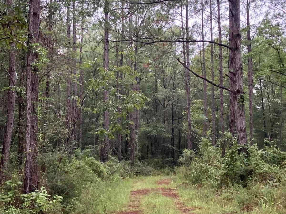 S 45 trail photo