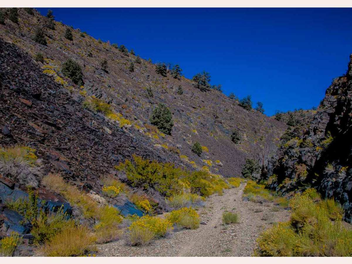 Forest Service Road 35E313 photo 2