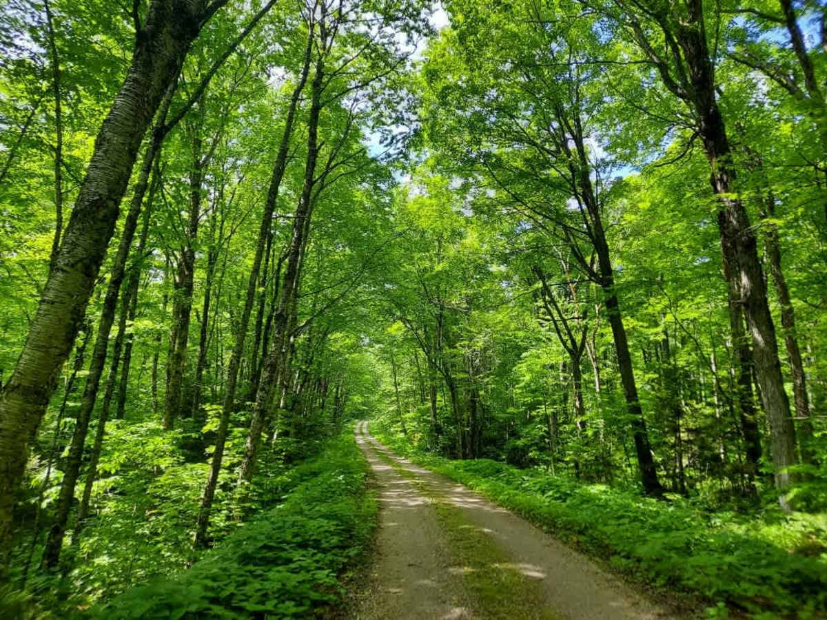 Staples Brook Road trail photo
