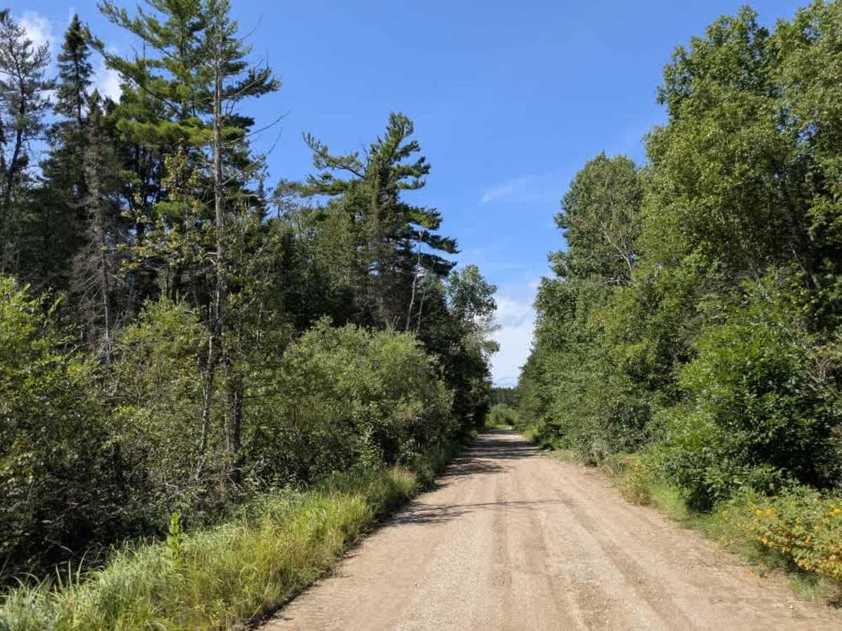 Faunce Butterfield Forest Road trail photo