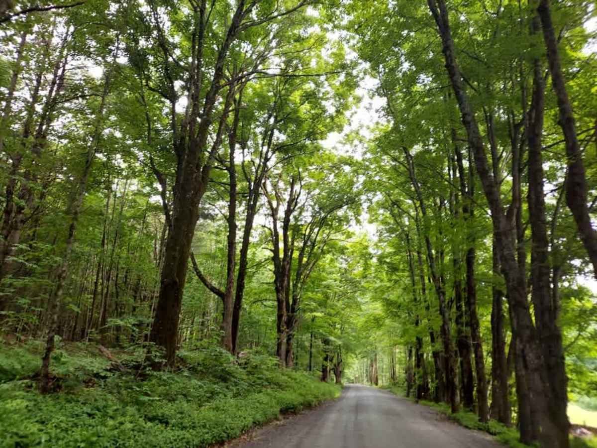 Webster Hill Road photo 5