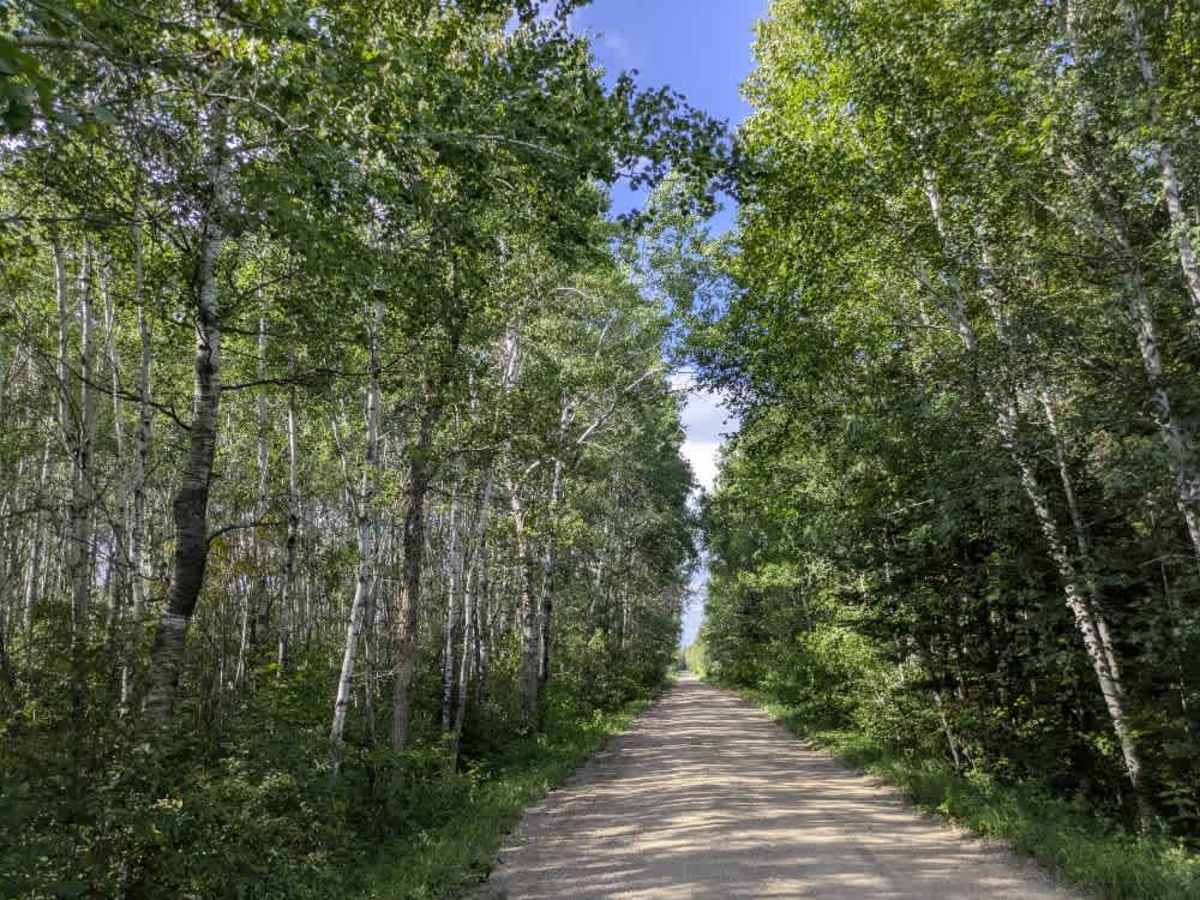 Bemis Hills Forest Road photo 3