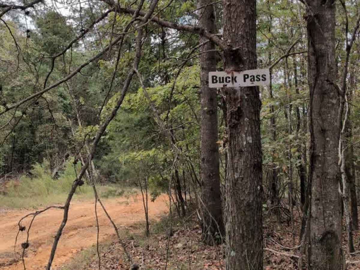 #29 Buck Pass photo 4