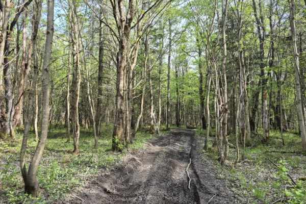 Flat Rock Swamp Spur