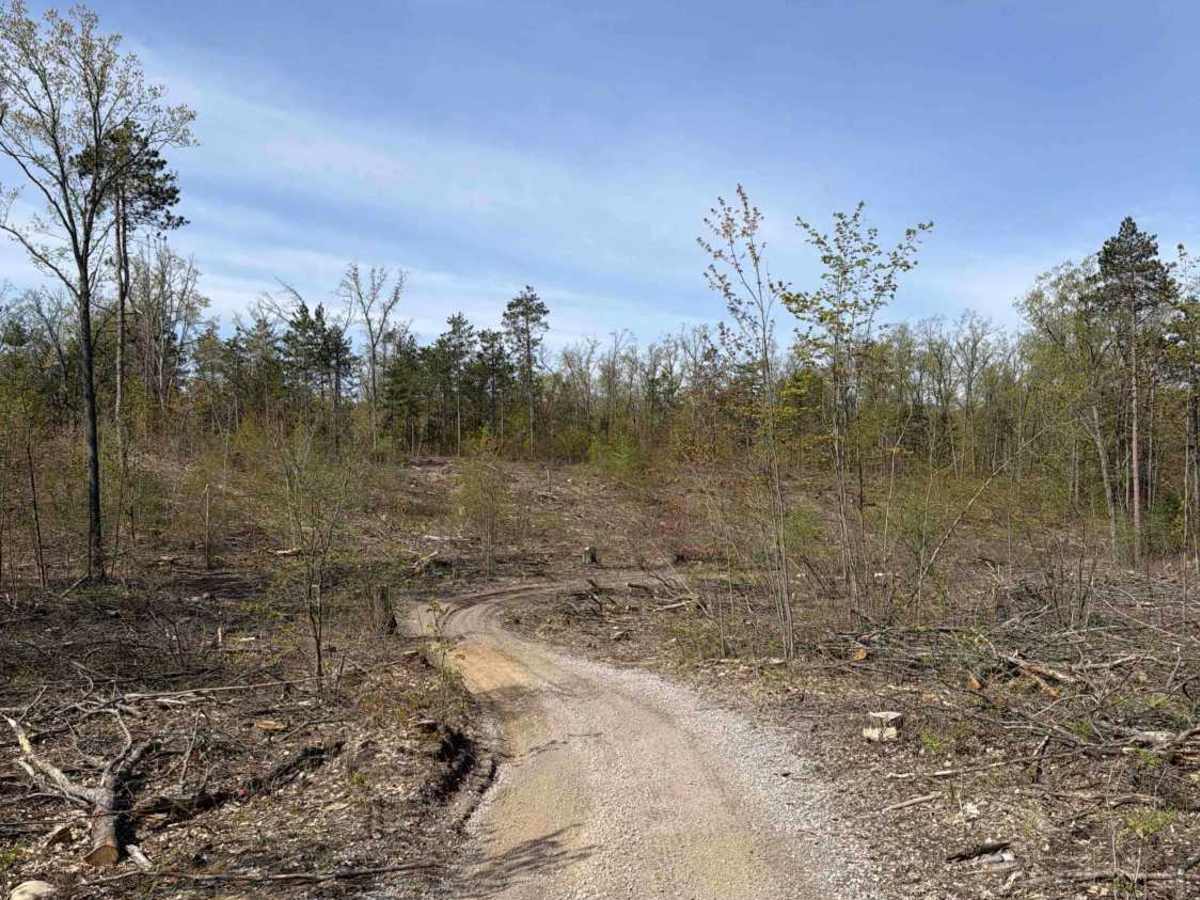 Avery Hills photo 6