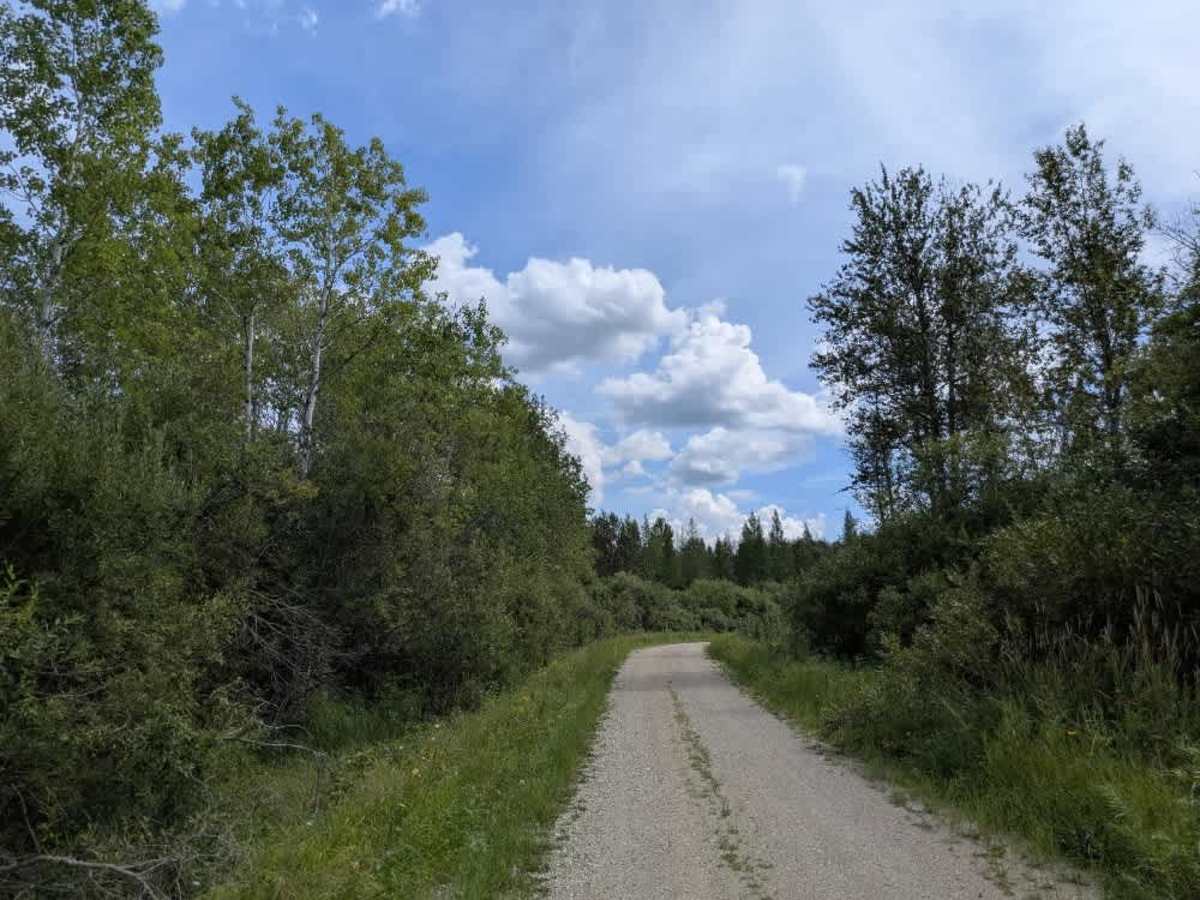 Pitt Grade Forest Trail trail photo