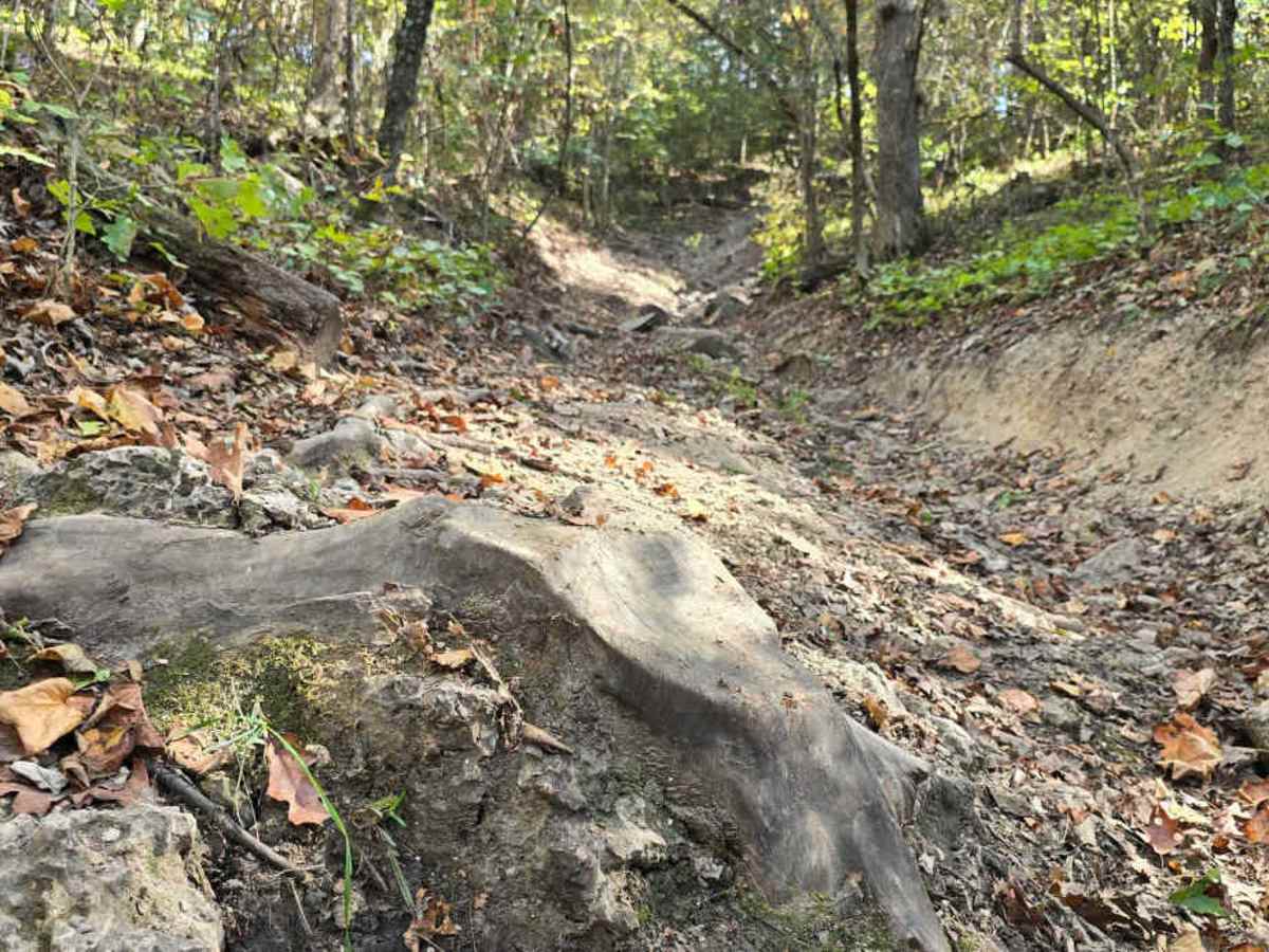 Turtle Trail photo 2