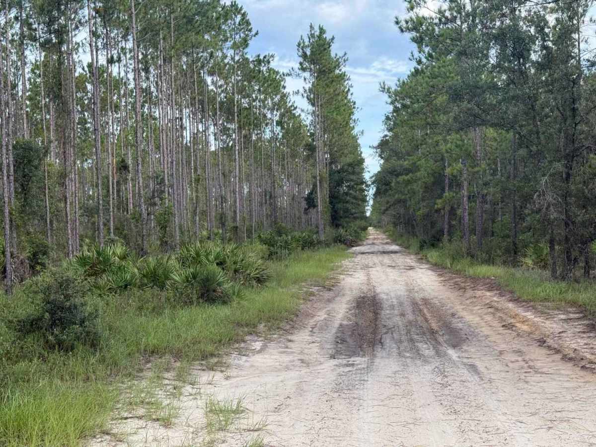 Camp Branch Road trail photo