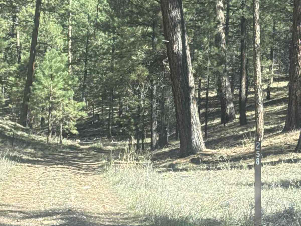 FS 258 photo 4