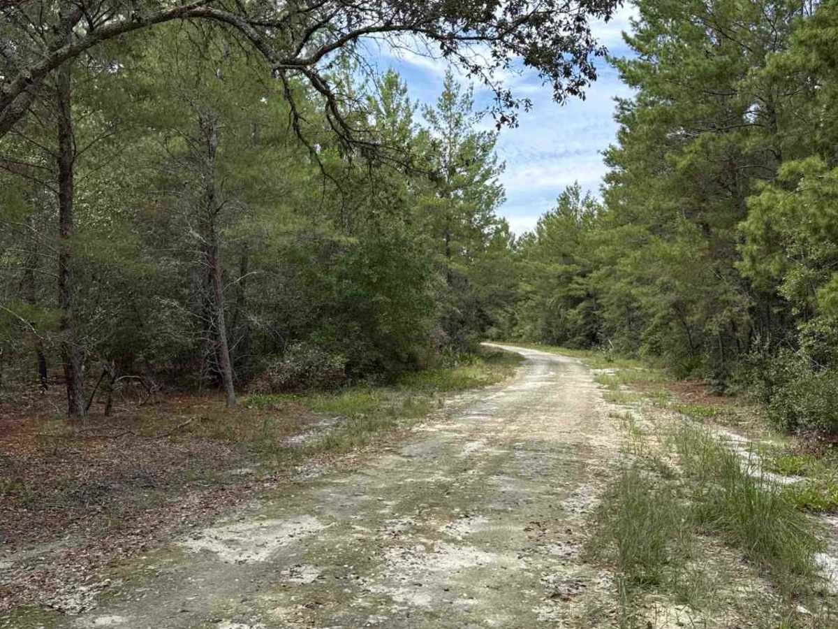 Scrub Road photo 4