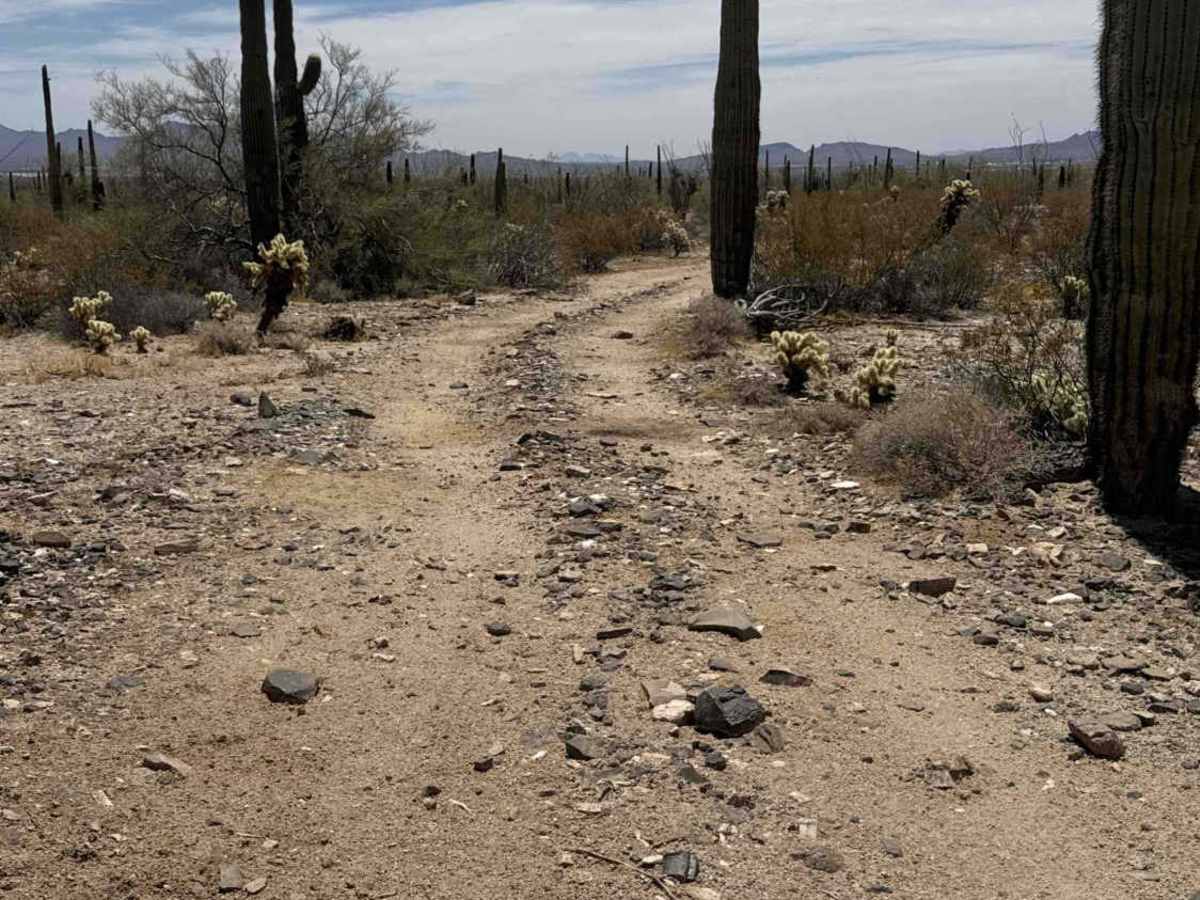 Saguaro Loop  trail photo