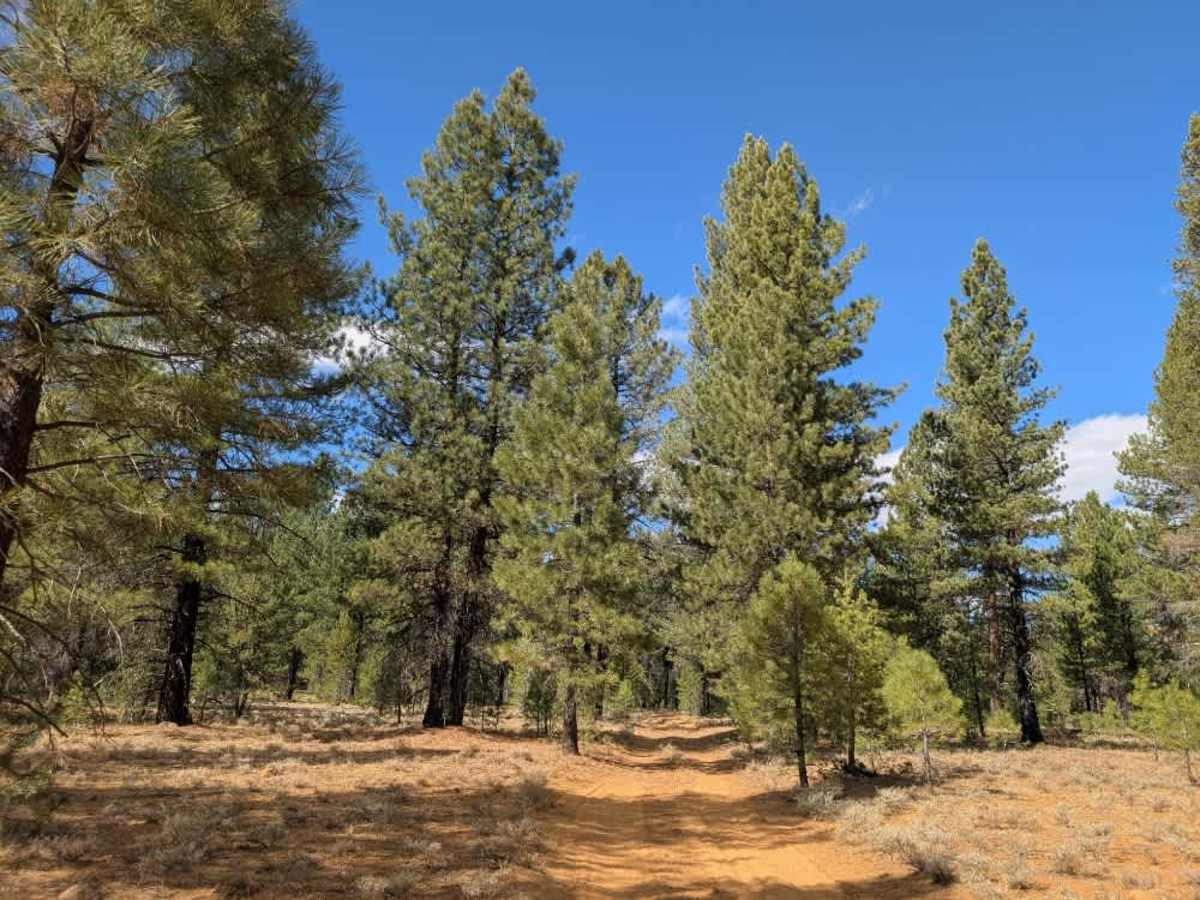 FS 31N84 trail photo