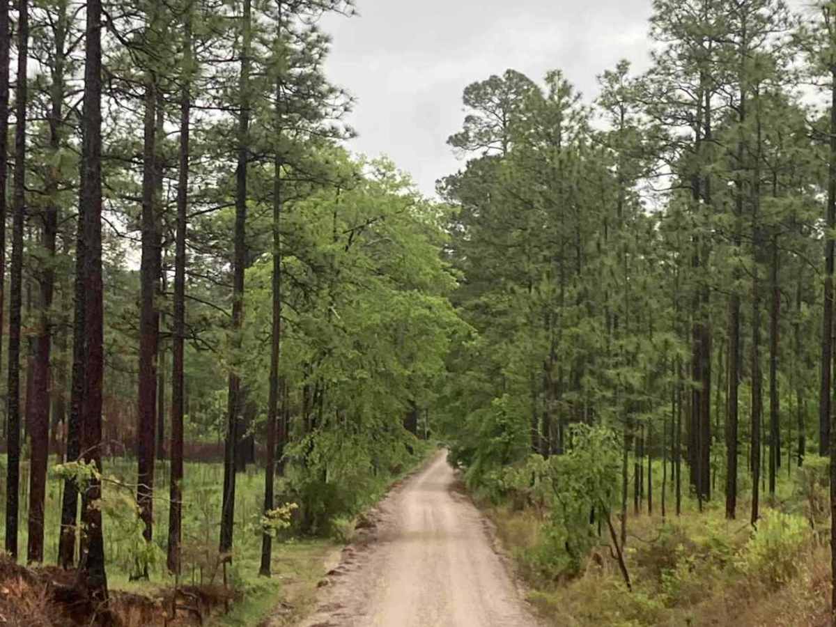 Camp Lowery Road trail photo