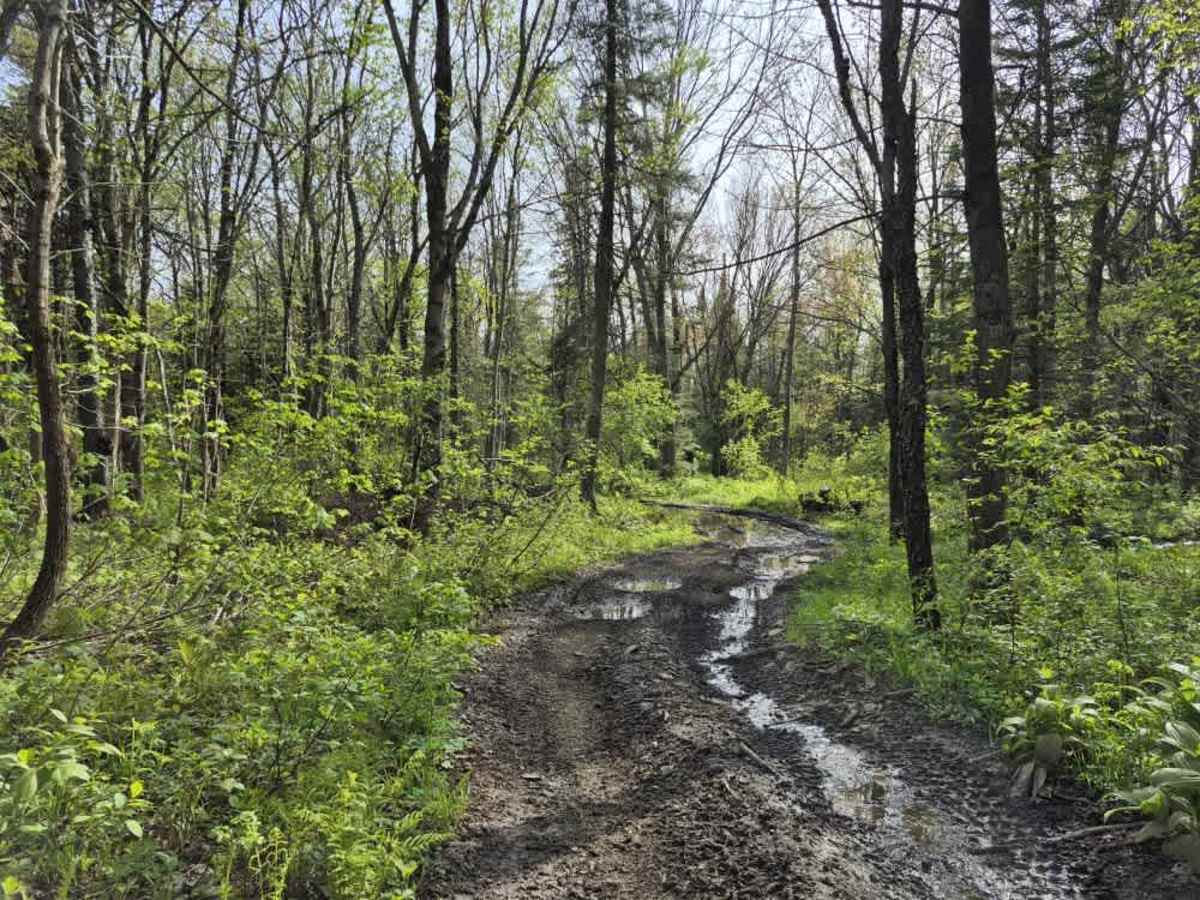 Flat Rock Swamp Spur photo 2