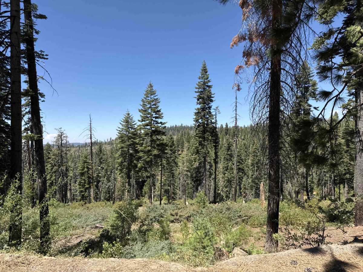 Robinson Flat FS 43 photo 4