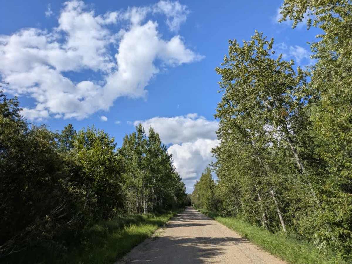 Bemis Hills Forest Road photo 5