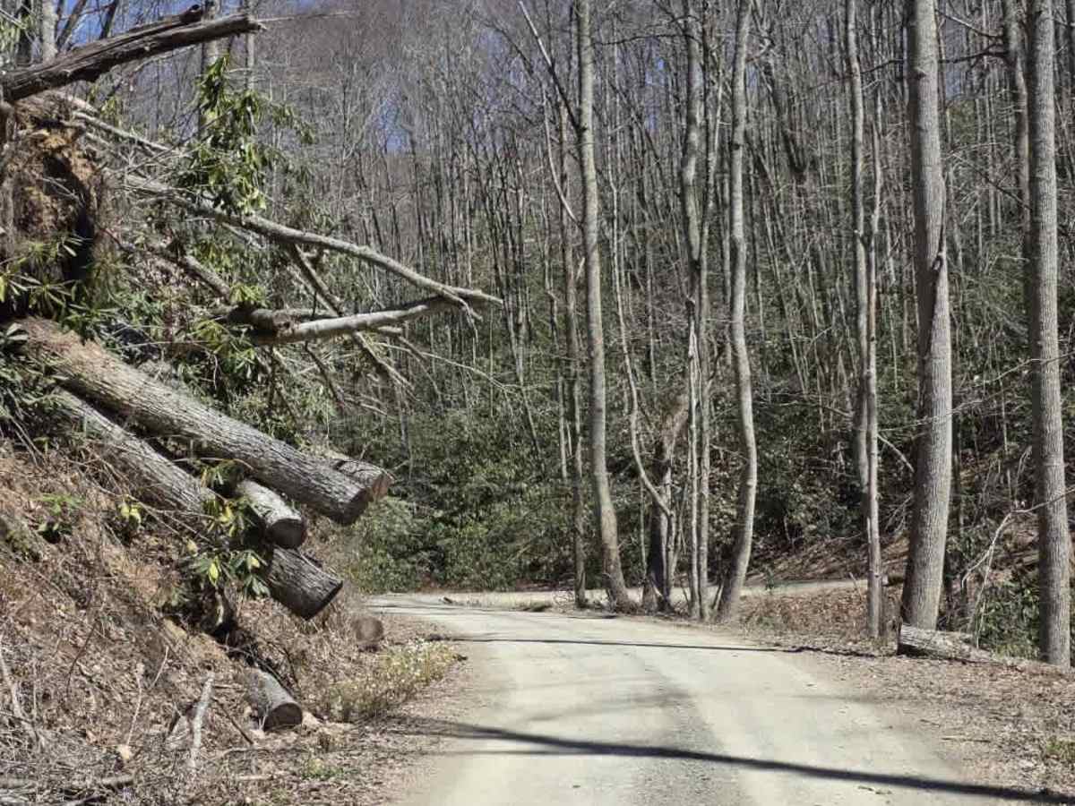 Laurel Fork photo 2